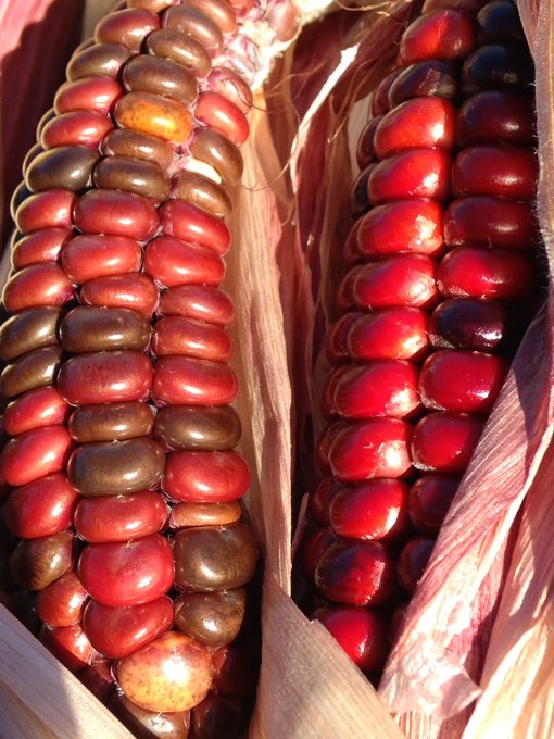 Whole universes live inside the seeds of the Earth. Stories &amp; lives pastpresentfuture. The planting &amp;<a href="/tag/standingrock"class="tags"><span>#standingrock</span></a>