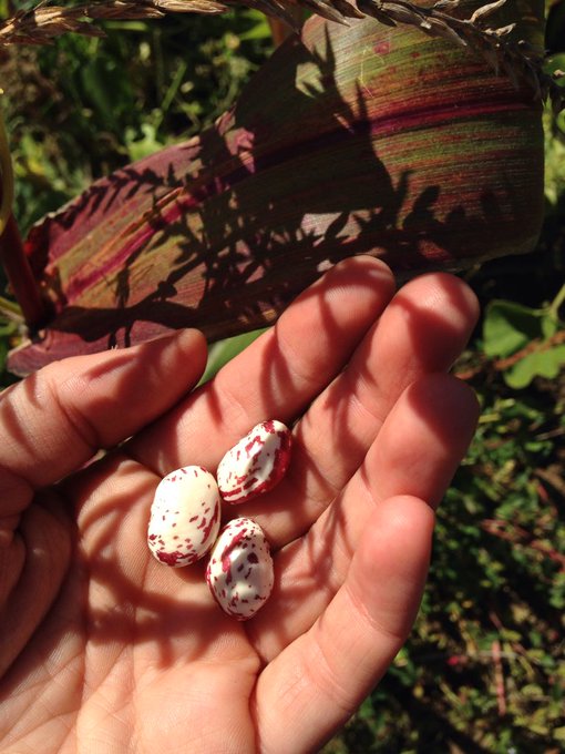 Whole universes live inside the seeds of the Earth. Stories &amp; lives pastpresentfuture. The planting &amp;<a href="/tag/standingrock"class="tags"><span>#standingrock</span></a>