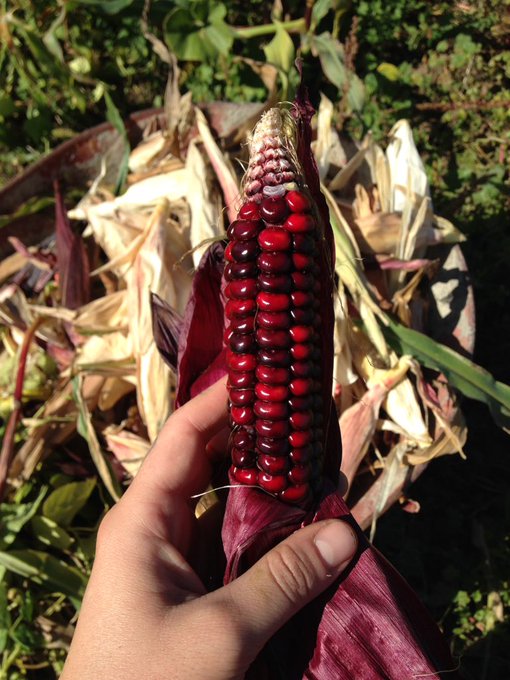 Whole universes live inside the seeds of the Earth. Stories &amp; lives pastpresentfuture. The planting &amp;<a href="/tag/standingrock"class="tags"><span>#standingrock</span></a>