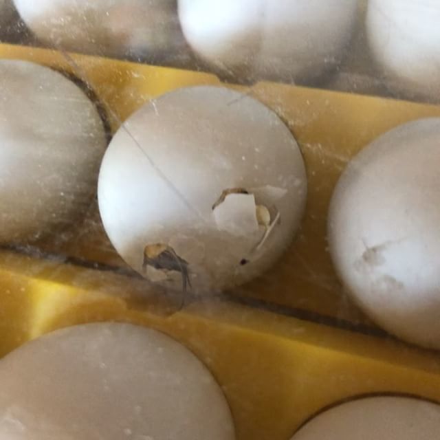 nyreeneil's tweet photo. We’ll be having a new friend in a few hours!!!!!
.
.
.
.
.
#farm #farmlife #farmliving #eggs #hatchling #ducks #life #exciting https://t.co/AwrLJsQc7O https://t.co/mj15kG7jdS