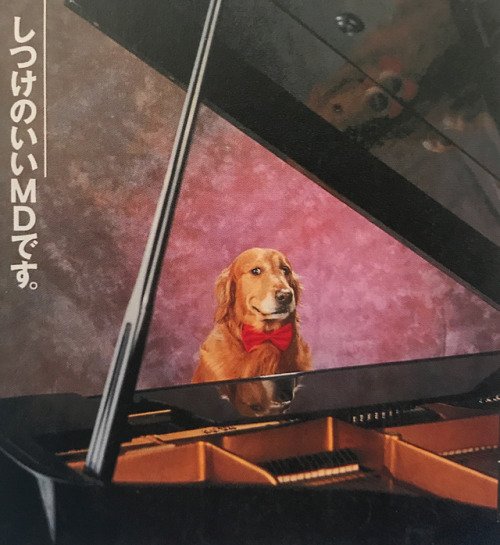 DogSolutions's tweet photo. Sometime, Thrust into Situation where Do not Belong
What can you do, lost?
Only do what you can: Your best. https://t.co/RNSM4RE8UX