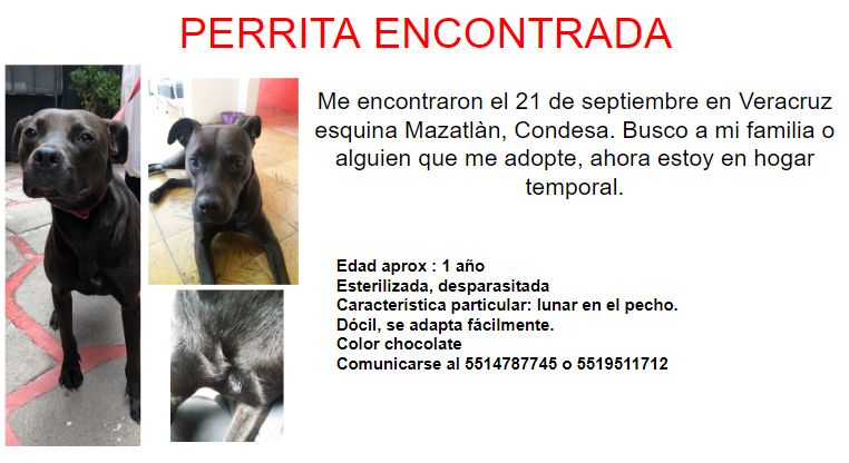 laamolinari's tweet photo. #PerrosPerdidos #bullterriers #perritosperdidoscdmx #AdoptaNoCompres https://t.co/pCQgz0UYkT