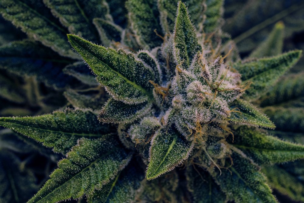 Airavida's tweet photo. we round up the 5 things you should know about #terpenes on your way to a becoming a #cannabis connoisseur: https://t.co/2x7rfB5cia #CannabisMatters https://t.co/wYeelTDY2n