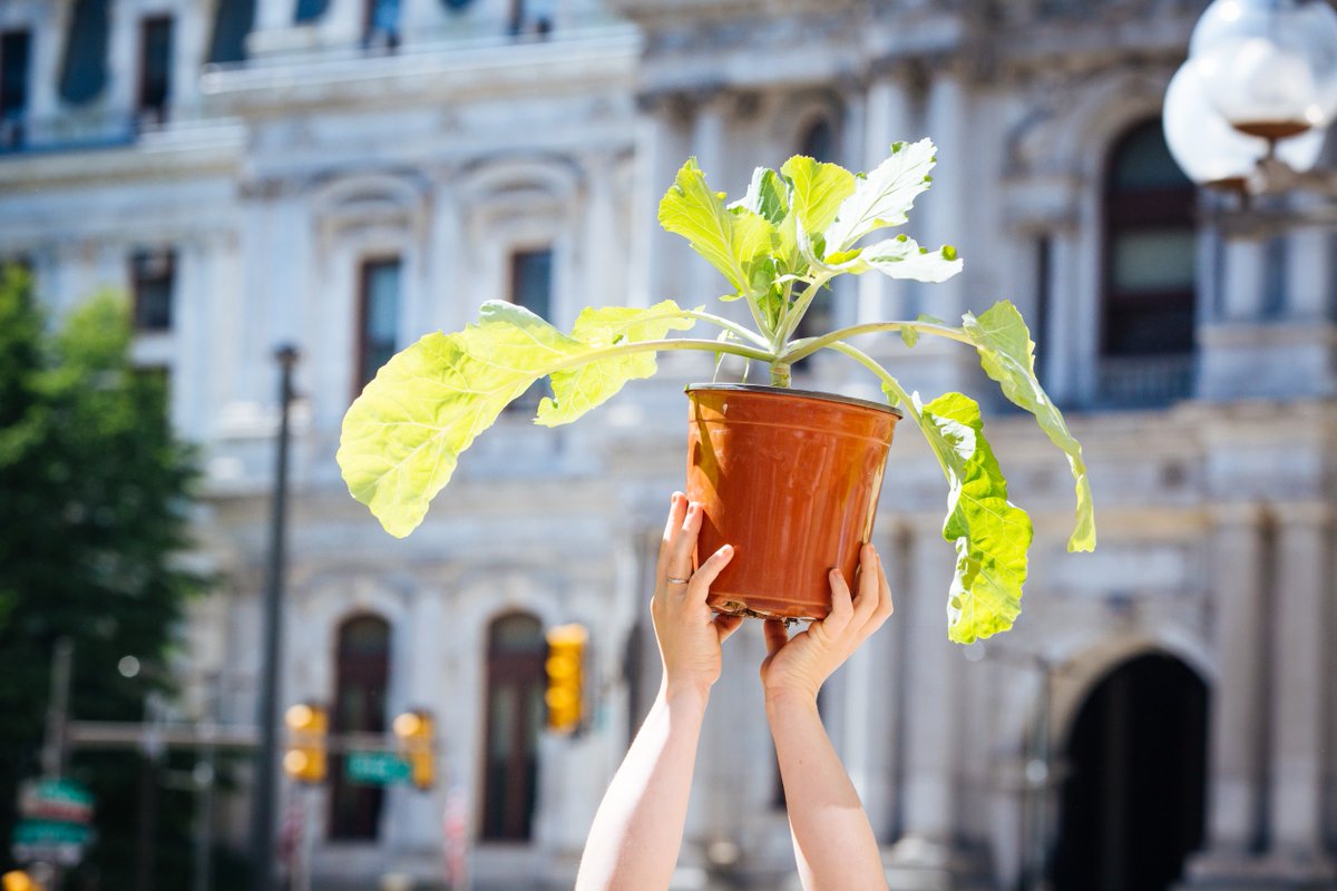 thefoodtrust's tweet photo. Celebrate the Closing Harvest of #PHSFarmForTheCity this Thursday, 9/27.
Stop by for a free plant giveaway, advice from Farm staff on how to prep your fall garden, and find ways you can contribute to a community garden near you.
RSVP --> https://t.co/EpoVHoTnie https://t.co/UOSgF4d8XP