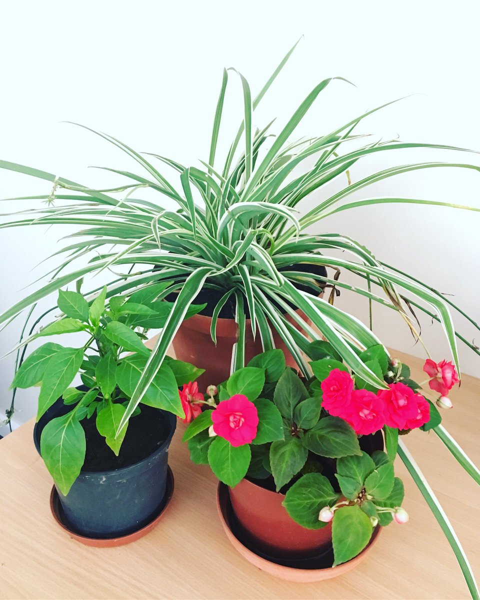 StHelenaPO's tweet photo. We like to think our plants help to create a safe, therapeutic environment to meet our cases in - what does Twitter reckon? #probation #therapeuticpractioner #greenfingers #henandchicken #busylizzie #chillietree https://t.co/so993i5az5