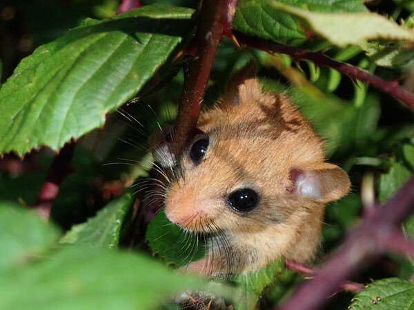 farmerpaula's tweet photo. Had to share this with you. It’s the ideal time to look for dormice nests in our hedgerows. Robert’s ace at it. Here are some of his images of a little dormouse family. The cutest juvenile #dormouse  #dormousenest #perfecthabitat #hedges #brambles #ourfa… https://t.co/mMjl7Mt6Vj https://t.co/xcpnklS6WB