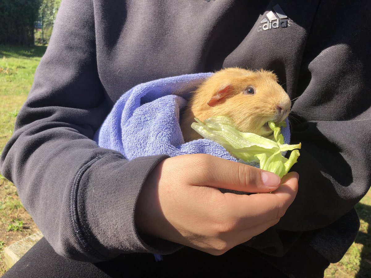 Wellieson's tweet photo. Just a few of the brilliant moments with #FlatPackFarm out in the community over the last couple of weeks. Thanks @heybridgekcat and NEECA for having us. #InnocativePractice #MeetingNeeds #TherapeuticEducatuon #AnimalAssistedTherapy #AnimalAssistedEducation #CareFarming https://t.co/3LRlAS3ZlP