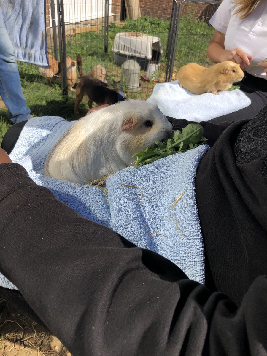 Wellieson's tweet photo. Just a few of the brilliant moments with #FlatPackFarm out in the community over the last couple of weeks. Thanks @heybridgekcat and NEECA for having us. #InnocativePractice #MeetingNeeds #TherapeuticEducatuon #AnimalAssistedTherapy #AnimalAssistedEducation #CareFarming https://t.co/3LRlAS3ZlP