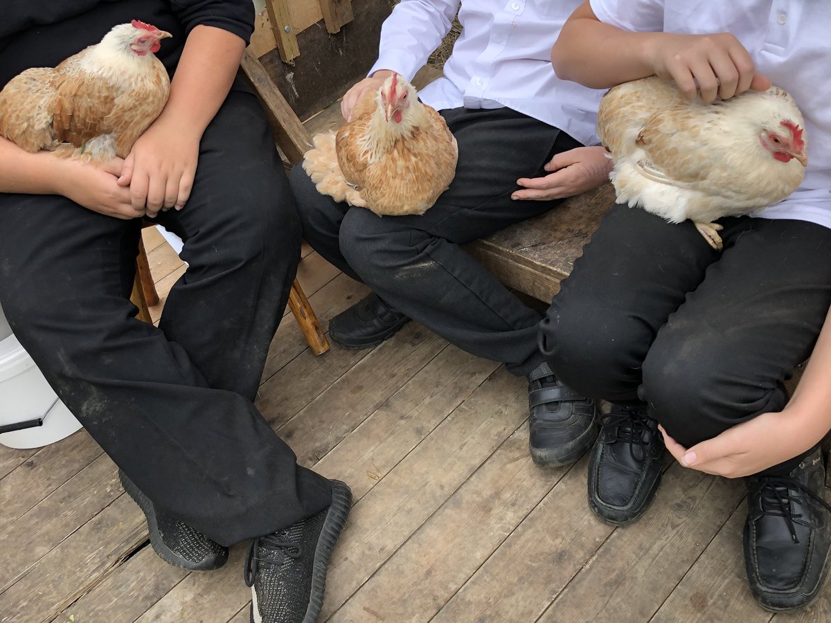 Wellieson's tweet photo. Just a few of the brilliant moments with #FlatPackFarm out in the community over the last couple of weeks. Thanks @heybridgekcat and NEECA for having us. #InnocativePractice #MeetingNeeds #TherapeuticEducatuon #AnimalAssistedTherapy #AnimalAssistedEducation #CareFarming https://t.co/3LRlAS3ZlP