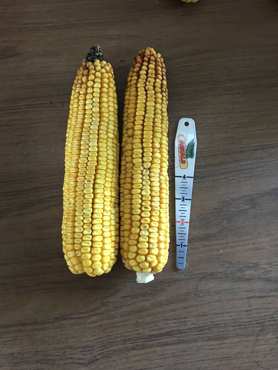 DKC 55-05, and DKC 52-84 looking solid just south of Blenheim. These will do just fine.  <a href="/jersegeren/">jer segeren</a> <a href="/wsplester/">Bill Lester</a> <a href="/thirlwall/">Bob Thirlwall</a>