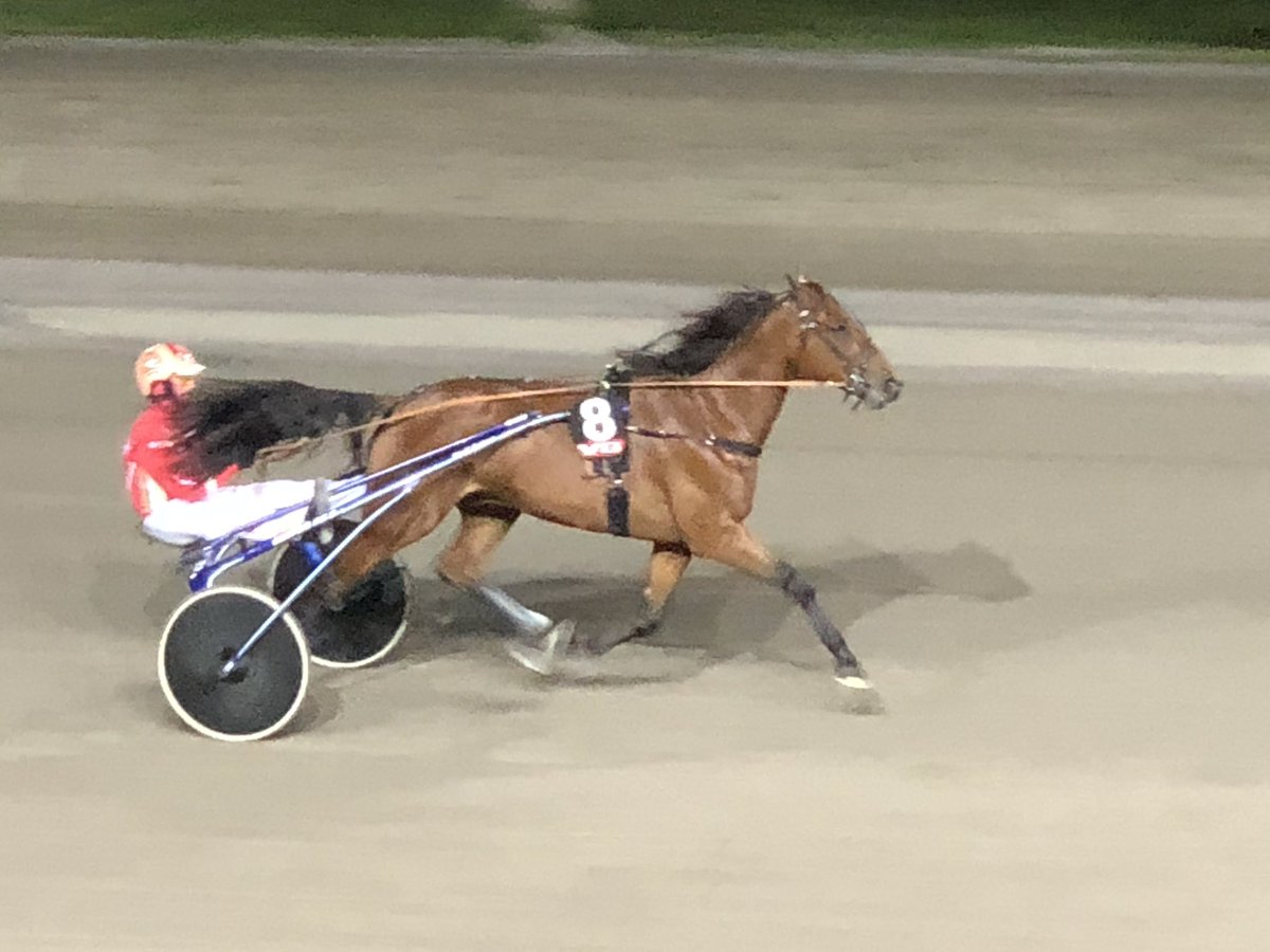 Bare en ting å si . Dette tror jeg er en flymaskin , vår nye hest Goldstile 👍💰💰💪💪