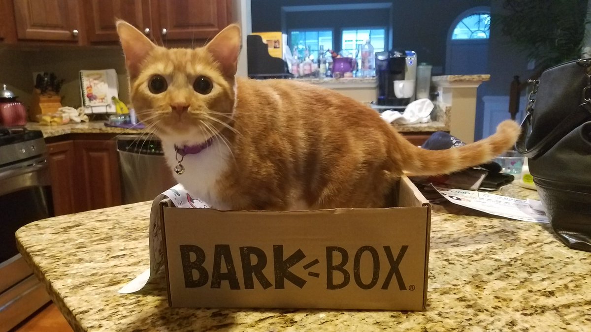 RedTracyinMD's tweet photo. My cat loves #BarkBox delivery Day just as my dog!! πΊπΆππ¦ #DuchessofFrederick #DuchieBoo #Ittybittykitty #tabbycat #orangetabby #DukeofAfrica #DukieDoo #basenji #azawakh #africanvillagedog #adoptdontshop @PuppyRescueMis @FrederickCoMD https://t.co/qBoNViHbAq