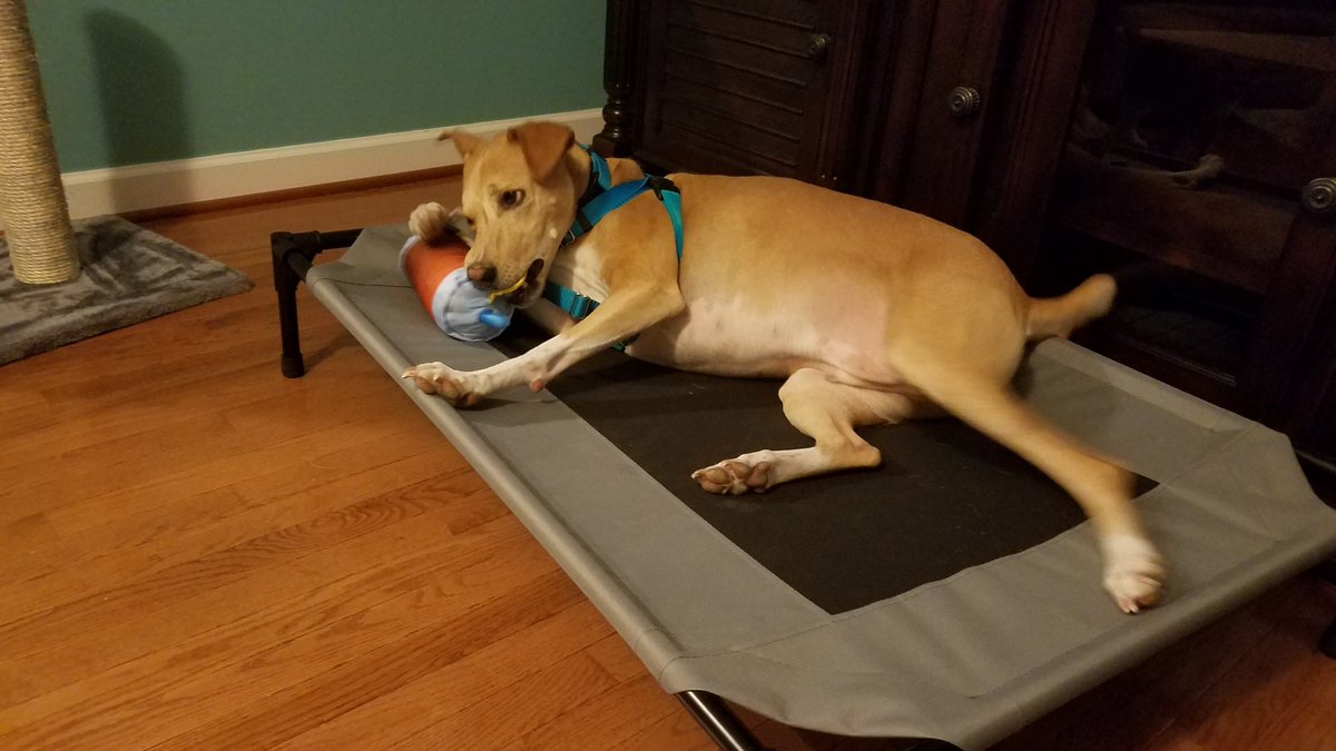 RedTracyinMD's tweet photo. My cat loves #BarkBox delivery Day just as my dog!! πΊπΆππ¦ #DuchessofFrederick #DuchieBoo #Ittybittykitty #tabbycat #orangetabby #DukeofAfrica #DukieDoo #basenji #azawakh #africanvillagedog #adoptdontshop @PuppyRescueMis @FrederickCoMD https://t.co/qBoNViHbAq