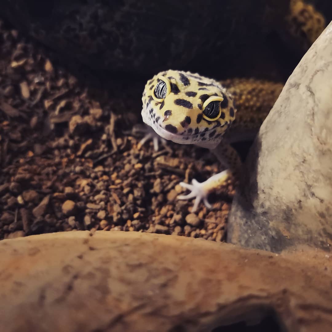 Nayruuu's tweet photo. Je cherche quelqu'un qui pourrait me prêter un gecko léopard mâle quelques temps sur Paris, vous avez ça dans ça contacts ? Juste le temps qu'une de mes deux femelles ponde, j'ai trouvé qqun qui voudrait un bébé gecko et j'ai bien envie de tenter l'expérience ! #RT https://t.co/EFFmKEYYDg