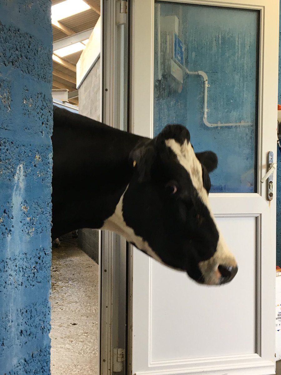 Advance_Milking's tweet photo. Daisy popping in to the office to hear the results of her #MilkingTimeTest https://t.co/3DLy954hfv