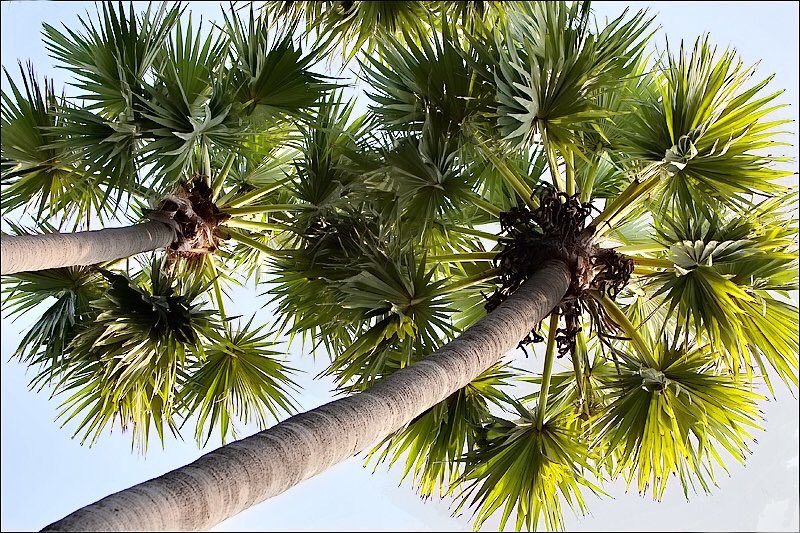 erasaravanan's tweet photo. சுரபாலர் எழுதிய விருட்சாயுர் வேதம் 6-வது பாடல் சொல்கிறது: 
10 கிணறு ஒரு குளத்துக்கு சமம்
10 குளங்கள் ஒரு ஏரிக்கு சமம்
10 ஏரிகள் ஒரு புத்திரனுக்கு சமம்
10 புத்திரர்கள் ஒரு மரத்துக்கு சமம் 

கணக்கிட்டால், 10 ஆயிரம் கிணறுகள் காக்கிற நீரை ஒரு மரம் காக்கும்.
#மரம்_நடுவோம் https://t.co/4abbxA6OZF