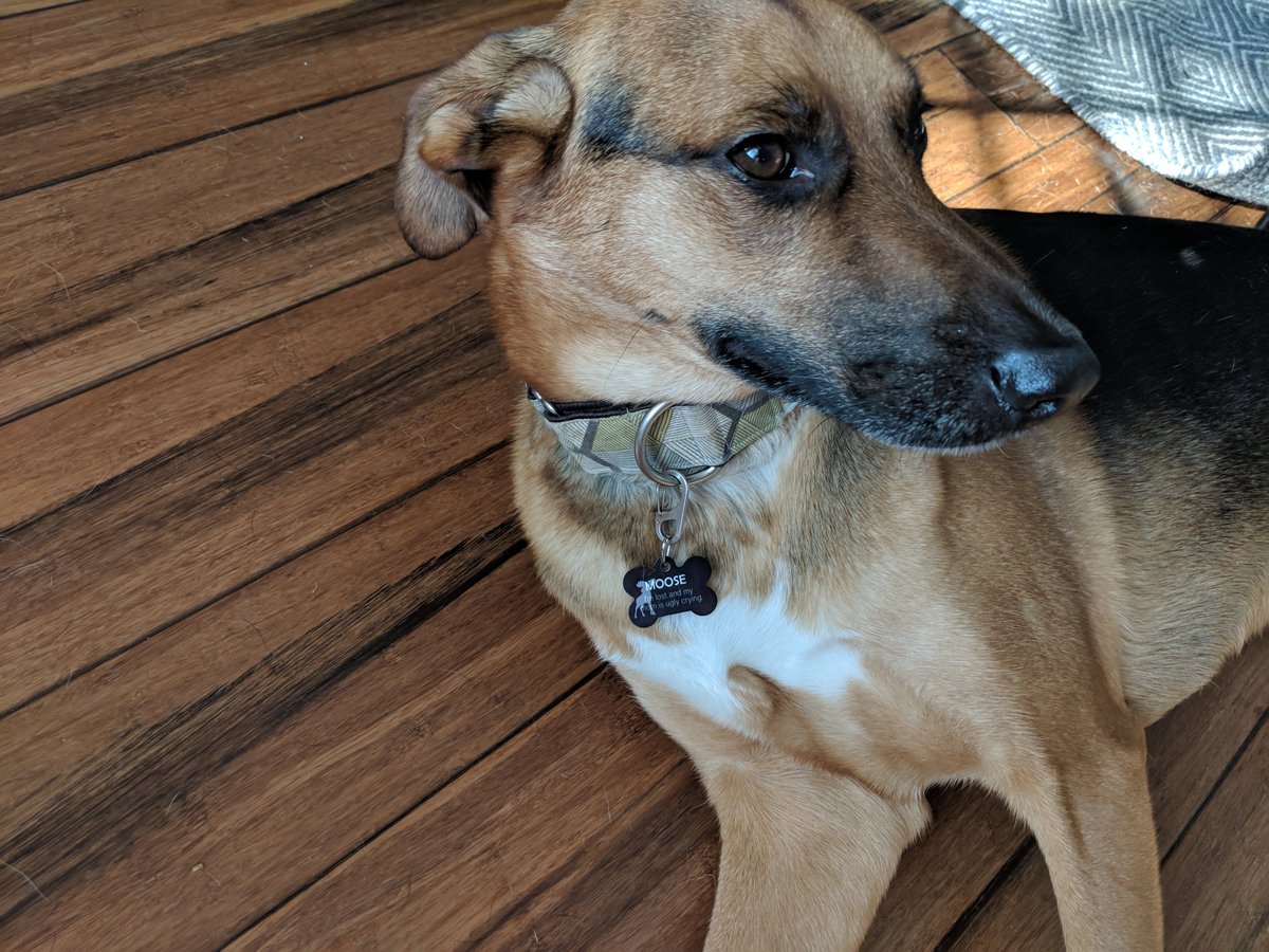 realUnisub's tweet photo. Look at that sleek tag! Lookin' good Moose! Swipe to see a close-up! 
#unisub #sublimation #dogtags #pettags #identification #moose #dogmom #doggo #pupper #gsd #whippet #dyesub #design #bones https://t.co/q9TtaiPkEx
