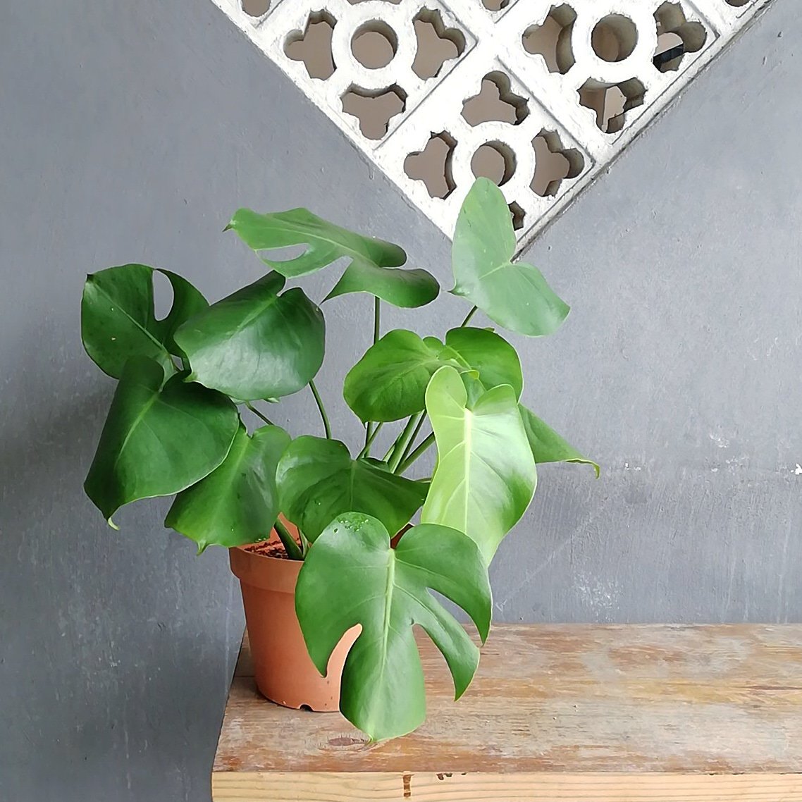 kluxorious's tweet photo. Houseplants for sale https://t.co/GkanQxdrzQ