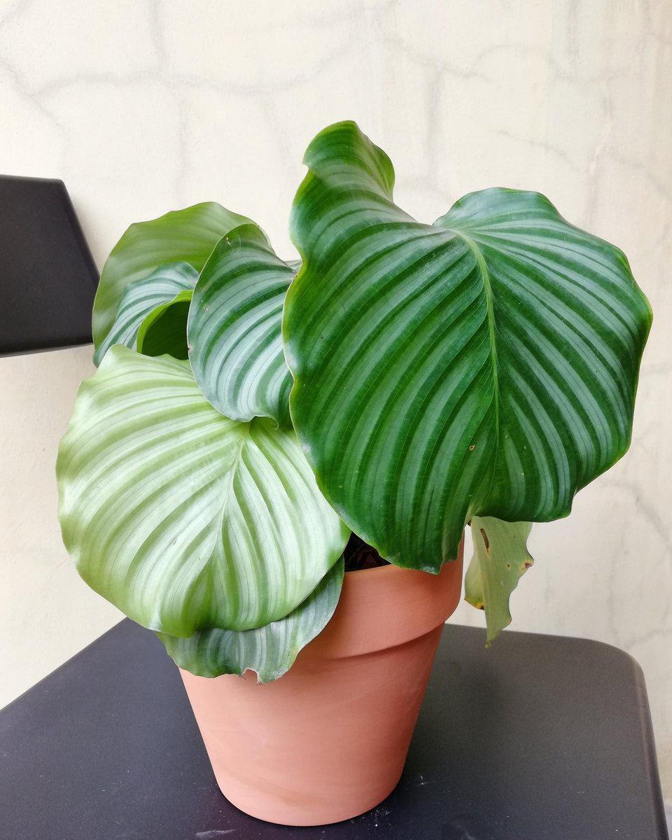 kluxorious's tweet photo. Houseplants for sale https://t.co/GkanQxdrzQ