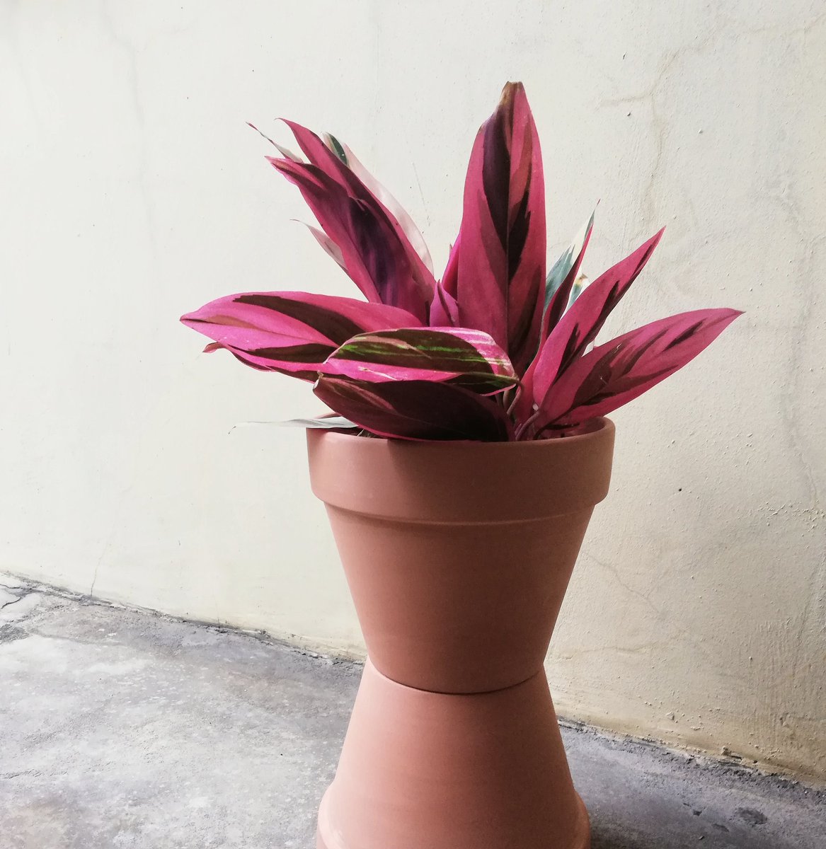 kluxorious's tweet photo. Houseplants for sale https://t.co/GkanQxdrzQ