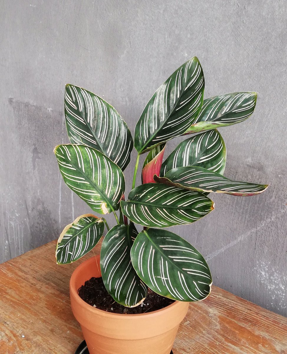 kluxorious's tweet photo. Houseplants for sale https://t.co/GkanQxdrzQ
