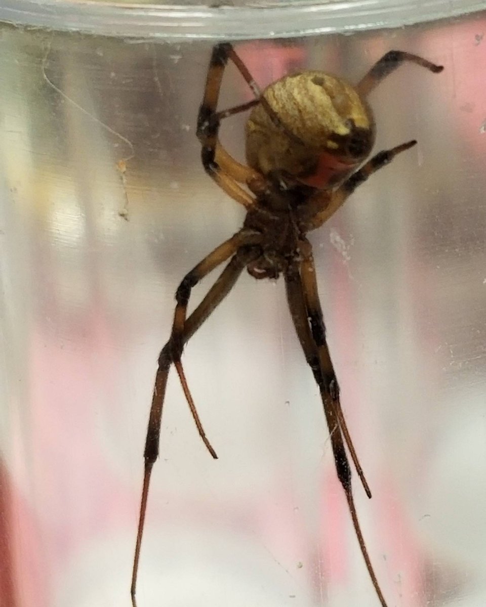 UrbanIPM's tweet photo. What is #TrueLove ?
When you ask your #husband if you can come #collect #Widowspiders and he not only says yes, but helps you find them! 

#BrownWidow

#spider #widow #venomous

#AgriLife #extension #TravisCounty #entomology https://t.co/dAuBsRukTo