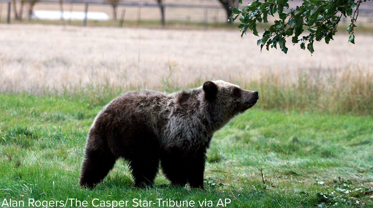 ABC's tweet photo. Judge restores federal protections for grizzly bears, blocking planned hunts that would have been the first in the Lower 48 states since 1991. https://t.co/CO0voXrVsH https://t.co/7t5g5XRmyp