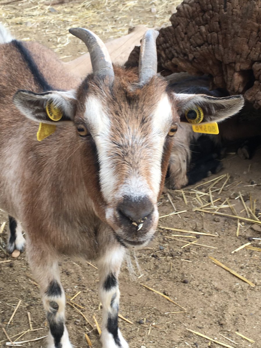 Veronica p. tweet media