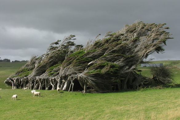 Farefetch's tweet photo. Want to feel exceptionally disoriented? Go check out Slope Point in New Zealand, where strong coastal winds have tested the nettle of all of the plant life in the vicinity. https://t.co/U2vqcRt46h