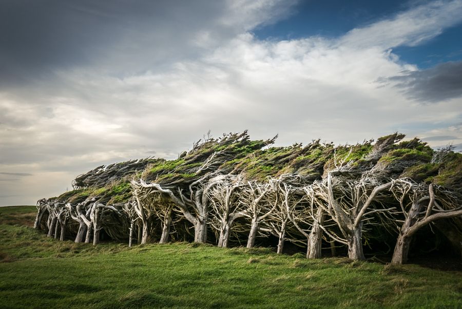 Farefetch's tweet photo. Want to feel exceptionally disoriented? Go check out Slope Point in New Zealand, where strong coastal winds have tested the nettle of all of the plant life in the vicinity. https://t.co/U2vqcRt46h