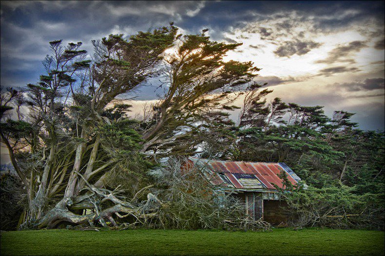 Farefetch's tweet photo. Want to feel exceptionally disoriented? Go check out Slope Point in New Zealand, where strong coastal winds have tested the nettle of all of the plant life in the vicinity. https://t.co/U2vqcRt46h