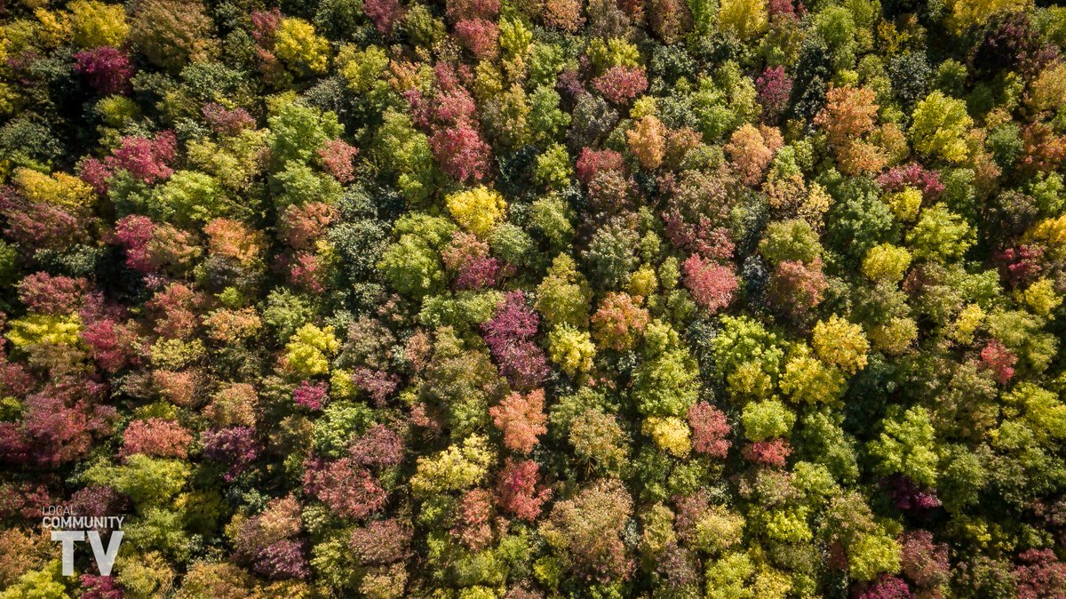 LocalComTV's tweet image. Autumn colours at Rowney Warren 😍😎📸