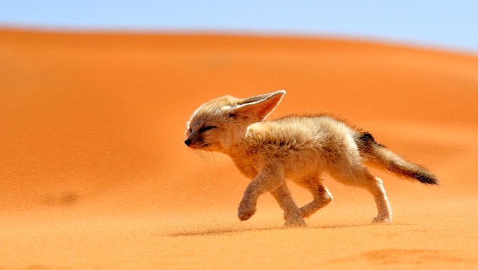naturethedevil's tweet image. Sahara desert fox