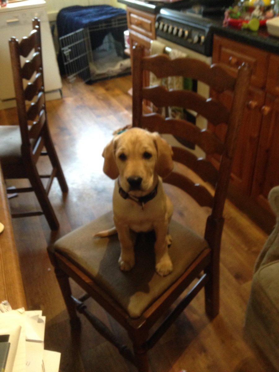 silly_moos's tweet photo. Anstey, our new Retriever puppy, only been here two days &amp; he is in the bosses chair 😱😱 #dogsoftwitter #isleofman #teamdairy https://t.co/qebQJVrOcs