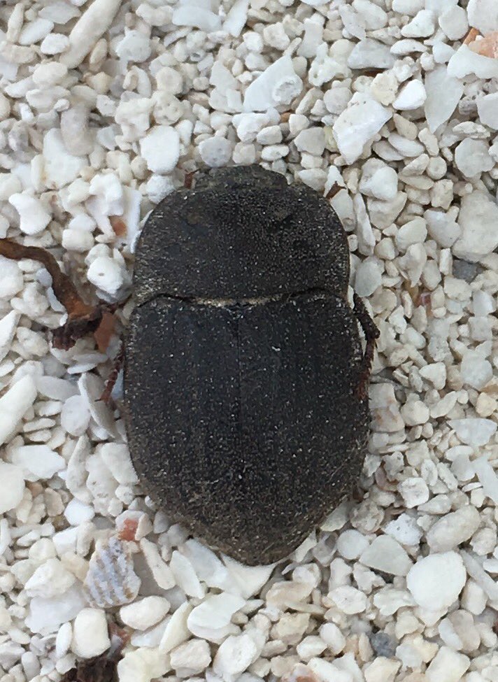 keeldish's tweet photo. Managed to finally find a rather interesting (especially for Florida) tenebrionid, Branchus floridanus, after many trips to the Florida Keys. https://t.co/jb7Au3yy9j