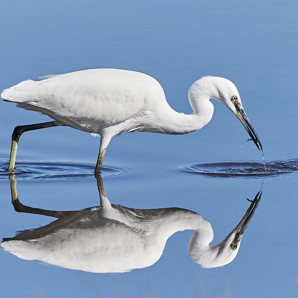 White egret takes a snack at Holton Heath this morning <a href="/DorsetWildlife/">Dorset Wildlife Trust</a> @LHoltonLee #birds #egret #wildlife #wildlifephotography #dorset