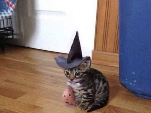 It's almost spooky time🎃🦇🍂🕸🕷🐱 https://t.co/FOsKIedkWw