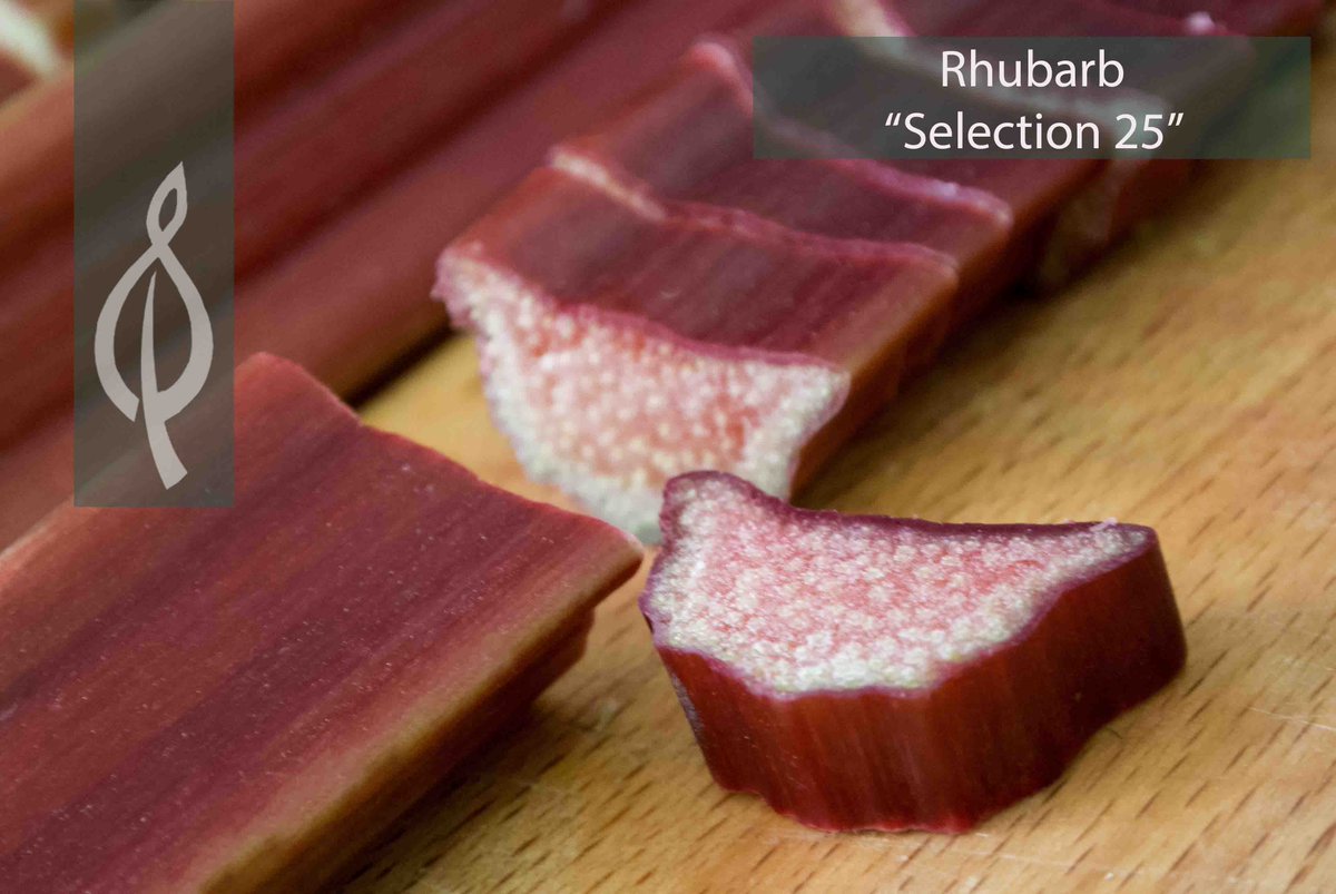 Our Lab has been busy this week sending out onto our nursery thousands of all your favourite rhubarbs, amongst them is a brand new rhubarb due to be released for 2019! What do you make of it? Look how red the stalks are right up to the foliage even as a young plantlet!