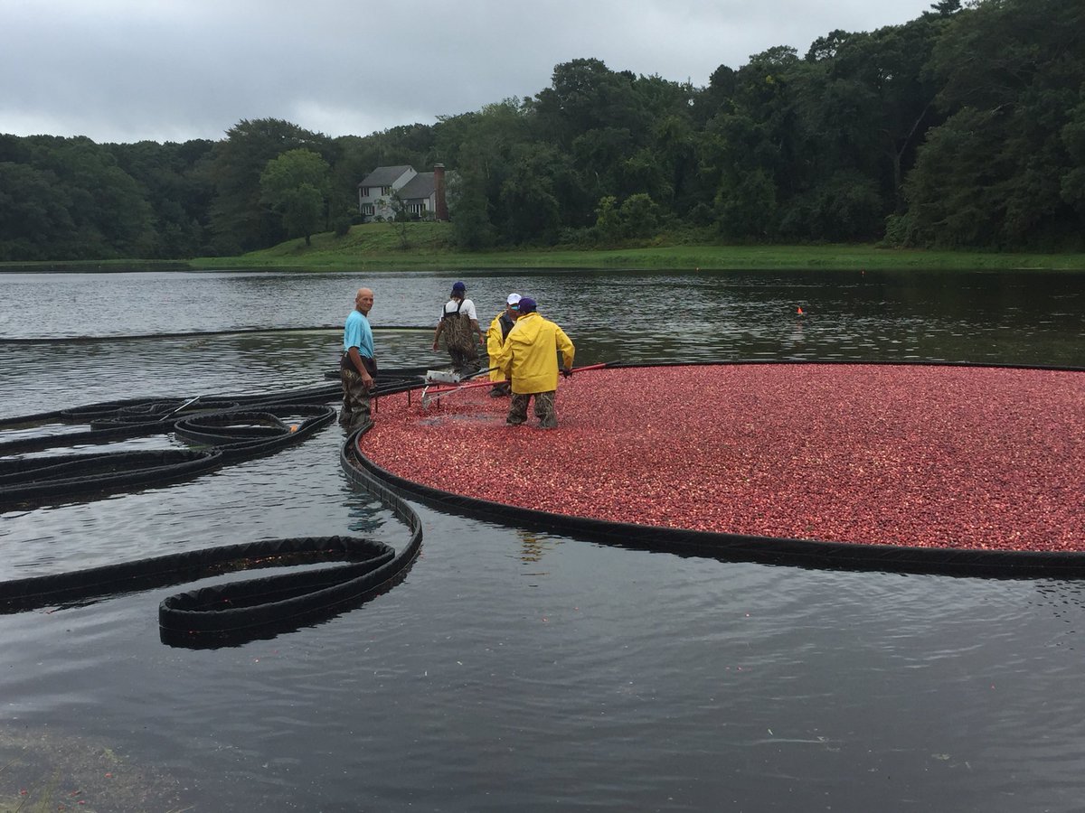 bobcatalini's tweet image. It’s that time of the year ... Rte. 6A Sandwich #OldCapeCod