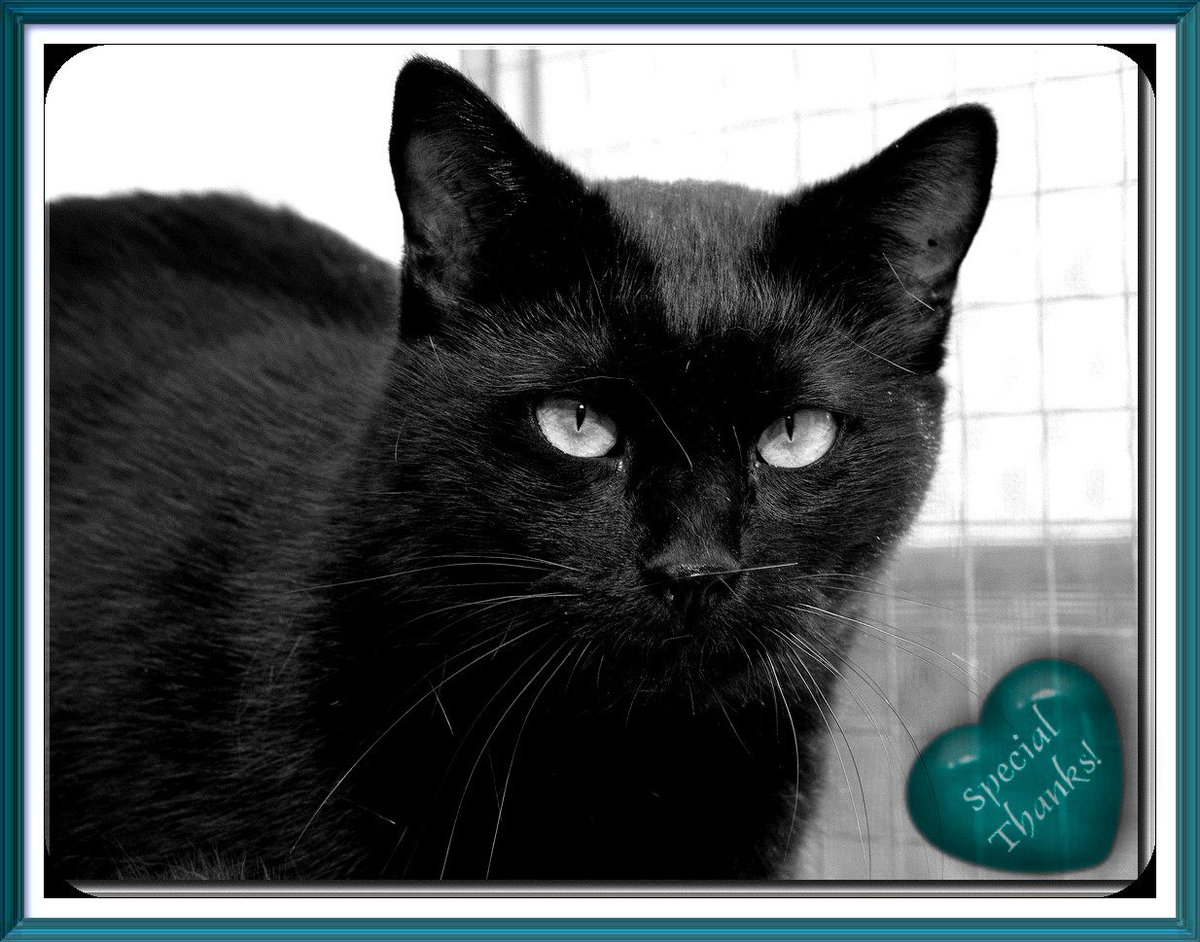 ChwkSafeHaven's tweet photo. #SafeHavenCats Thanks to Bea for her extremely generous donation. Bea has become a major benefactor! Without faithful supporters like her, we wouldn't exist-you make a difference in the lives of our #SpecialNeedsCats & #LongTimeResidents dependent on us for the #BestQualityOfLife https://t.co/Y7EumCgkSF