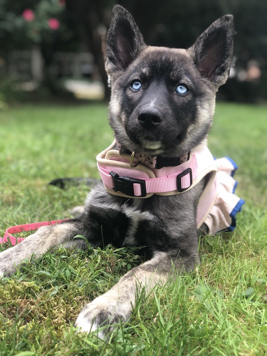 amberlinwitter's tweet photo. Dis my puppy. As requested by @HryniewiczS 🐶 Her name is Elsa(: 🐕👑

#PuppiesofTwitter #DogsofTwittter #Doggo #Puppy #Elsa https://t.co/aKOAk2iLxe