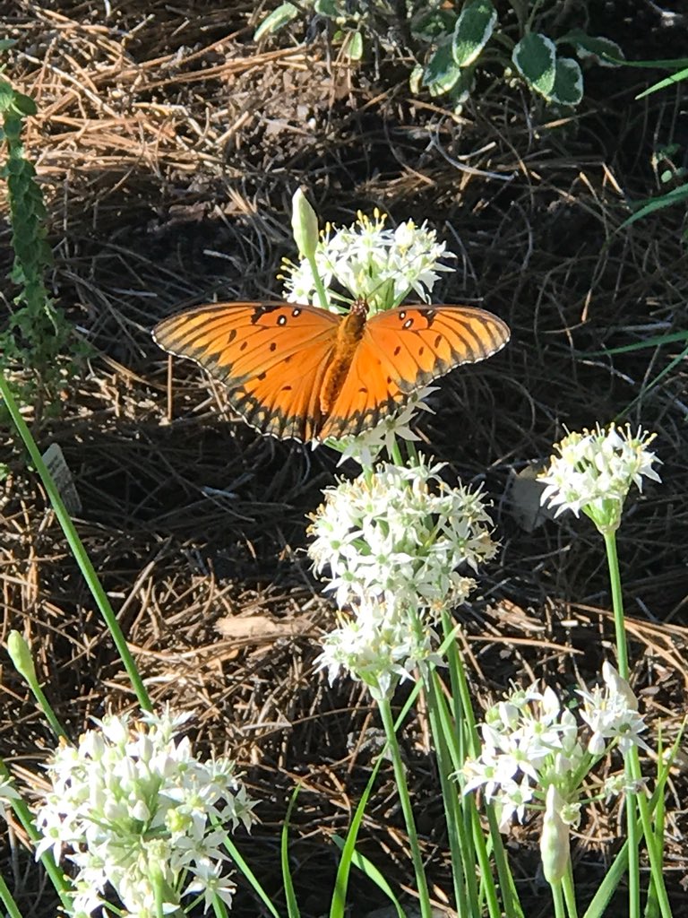 Observing the life cycle of a butterfly in the garden.
#RiverRidgeGardenisAmazing