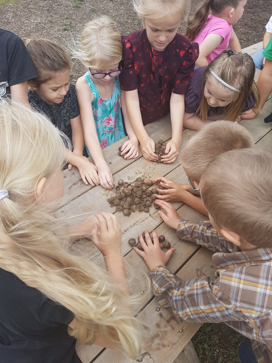 schickjennifer's tweet photo. A student brought in acorns so we counted them by putting them in groups of 10, then put them out for the animals to see how many they eat! We can keep an eye out our classroom window to see if any animals come! @HoughtonHornets https://t.co/WpAR7GmRIK