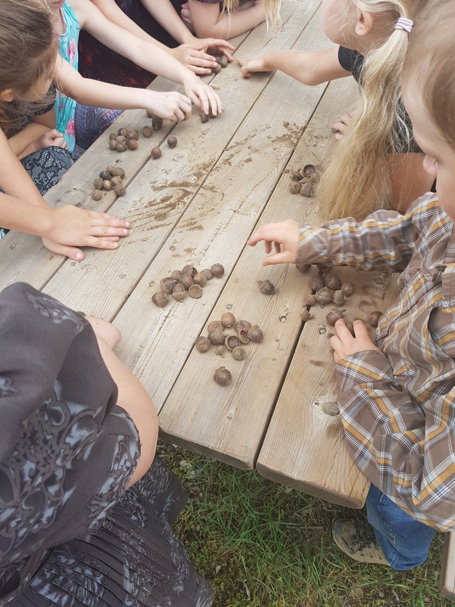 schickjennifer's tweet photo. A student brought in acorns so we counted them by putting them in groups of 10, then put them out for the animals to see how many they eat! We can keep an eye out our classroom window to see if any animals come! @HoughtonHornets https://t.co/WpAR7GmRIK