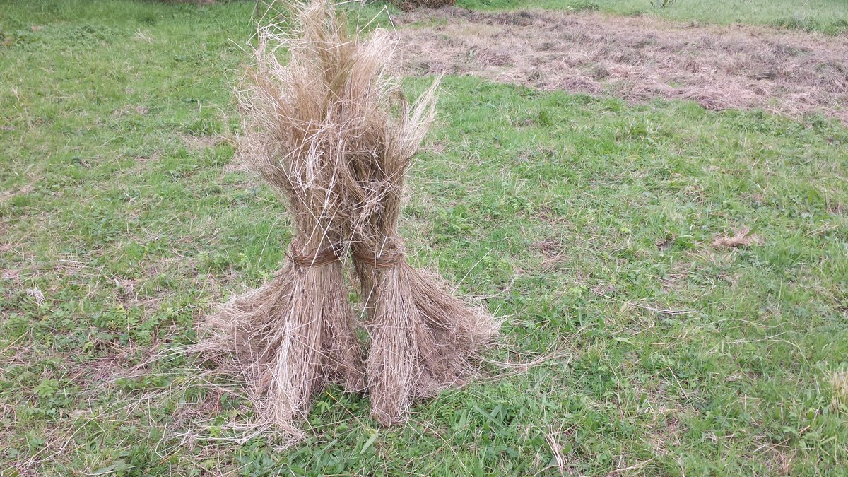 MillsofNI's tweet image. Two retted beets from flax grown at the Moneymore allotments. A lot of hard work involved. About 12 more left to do.