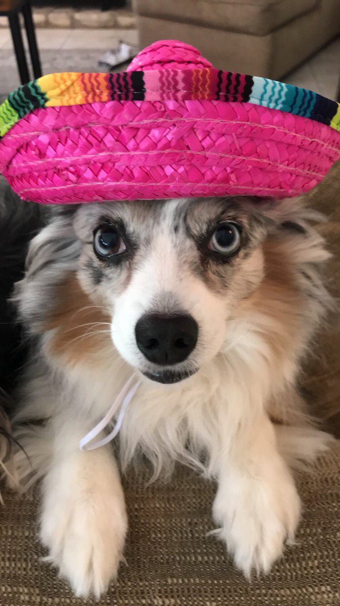 Thatminiaussie's tweet photo. Gearing up for Halloween! @ThatYorkie and I are loving these hats from @Walmart #miniaussie #Halloween2018 #miniaussies #dogsoftwitter #thatyorkie #yorkies #yorkie https://t.co/zUXLQUb0b0