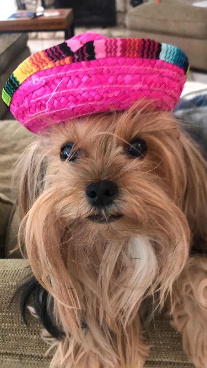 Thatminiaussie's tweet photo. Gearing up for Halloween! @ThatYorkie and I are loving these hats from @Walmart #miniaussie #Halloween2018 #miniaussies #dogsoftwitter #thatyorkie #yorkies #yorkie https://t.co/zUXLQUb0b0