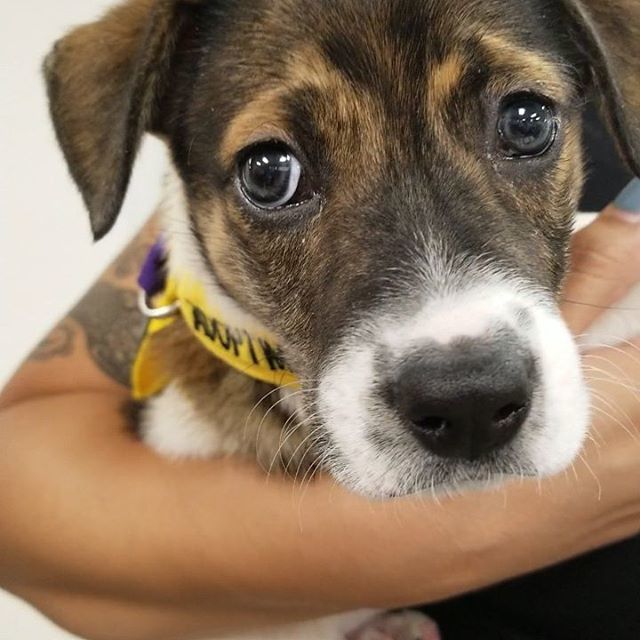 HSSAZ's tweet image. Studley is only 10 weeks old and ready to meet his forever family! Meet him today at @pawshparkplace after 12pm. Studley will be on @tucsonblend before that! 📺 #hssa #adoptablepets #adoptshelterpets #dontshopadopt #pawshparkplace #themorningblend Watch #Instavideo:https://if…