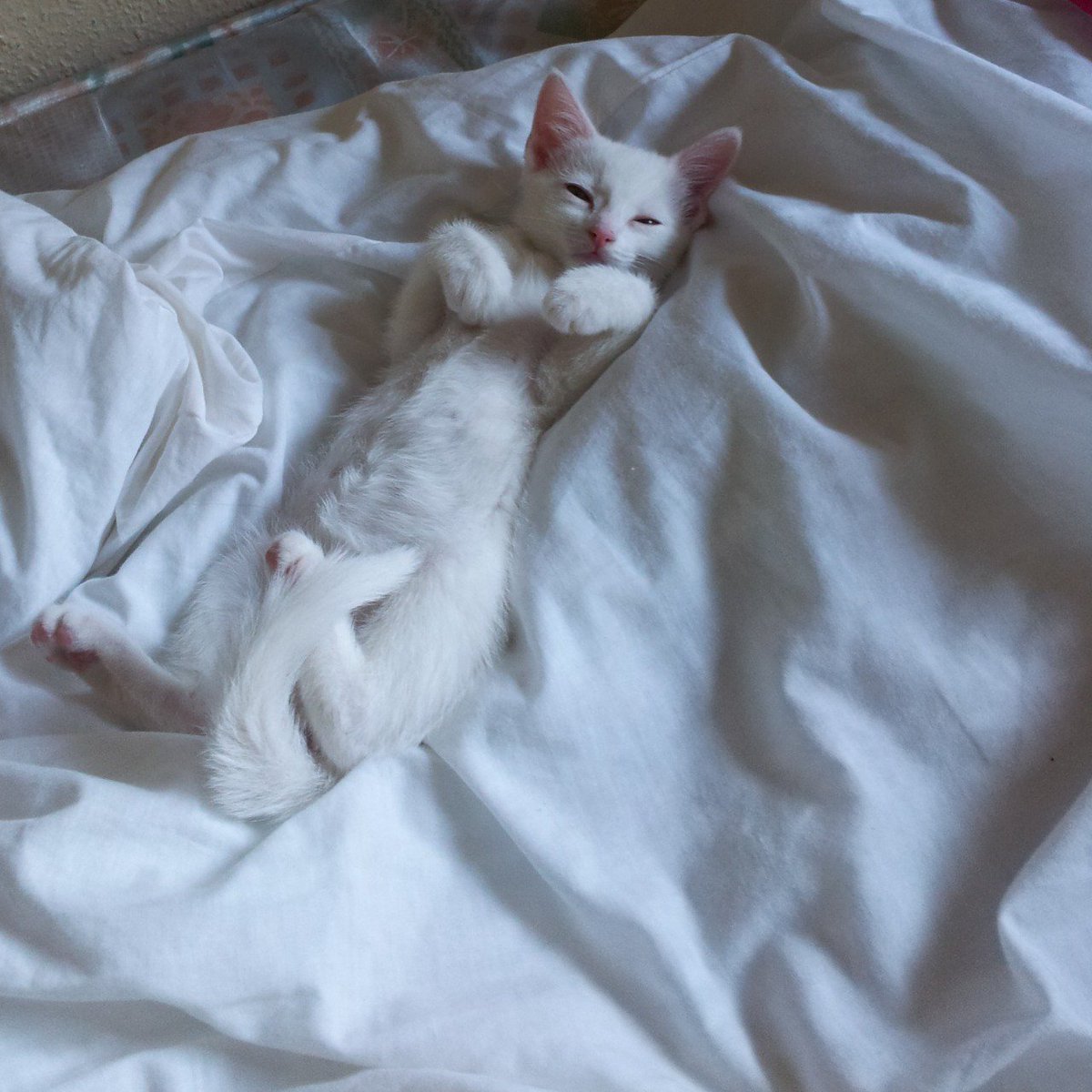 DoggyOverload tweet media