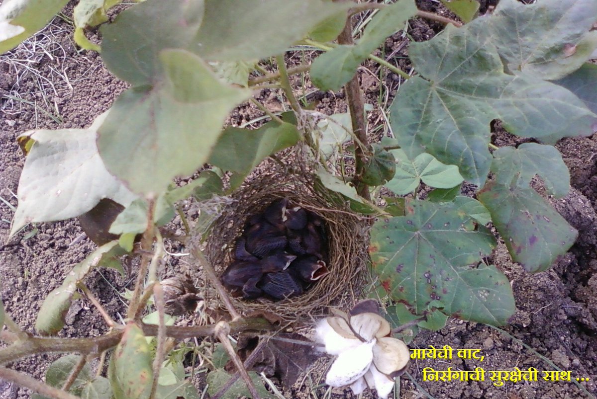 guru101das's tweet image. Single Click : मायेची वाट...#Singleclick #naturephotography #nature